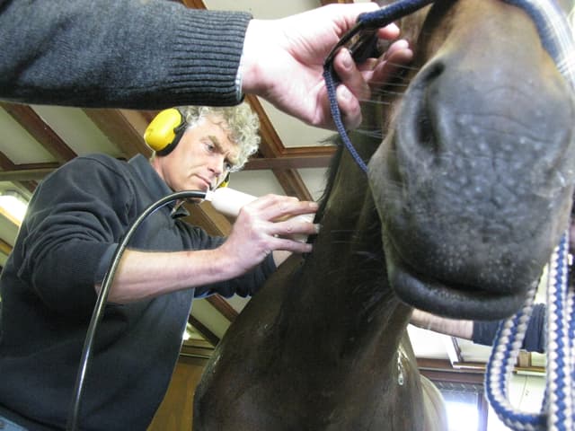 CellSonic VIPP equine treatment on horse